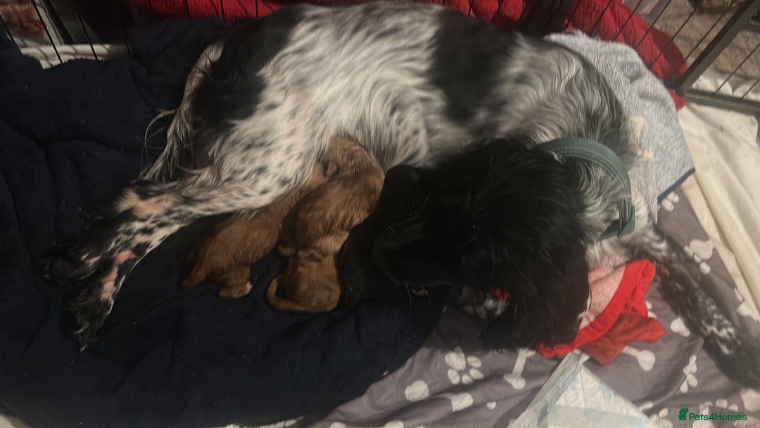 Cocker Spaniel dogs for sale: Cocker spaniel puppies for sale  - Advert 9
