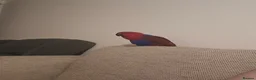 Parrots birds for sale: Eclectus female parrot  - Advert 5