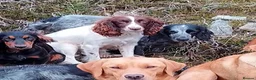 Cocker Spaniel dogs for sale: Mixed colour litter of working cockers  - Advert 17
