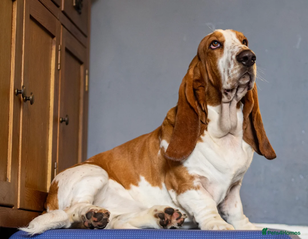 Basset Hound dogs for stud: Kc reg red and white proven Basset for stud in Cullompton - Advert 2