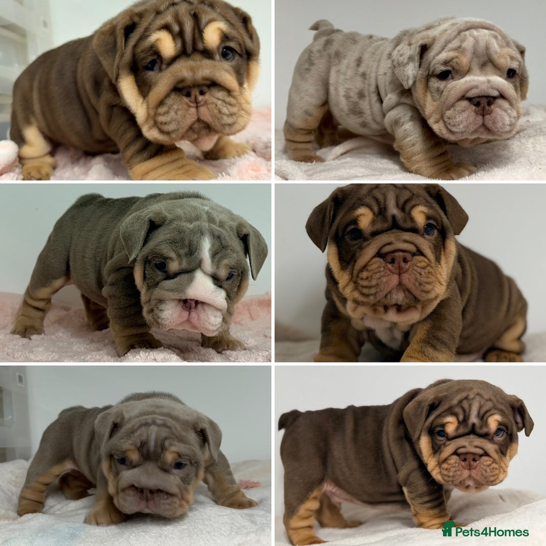 English Bulldog dogs for sale: *Stunning* KC English bulldog puppies ready soon!! - Advert 1