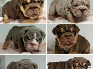 English Bulldog dogs *Stunning* KC English bulldog puppies ready soon!! - Advert 1