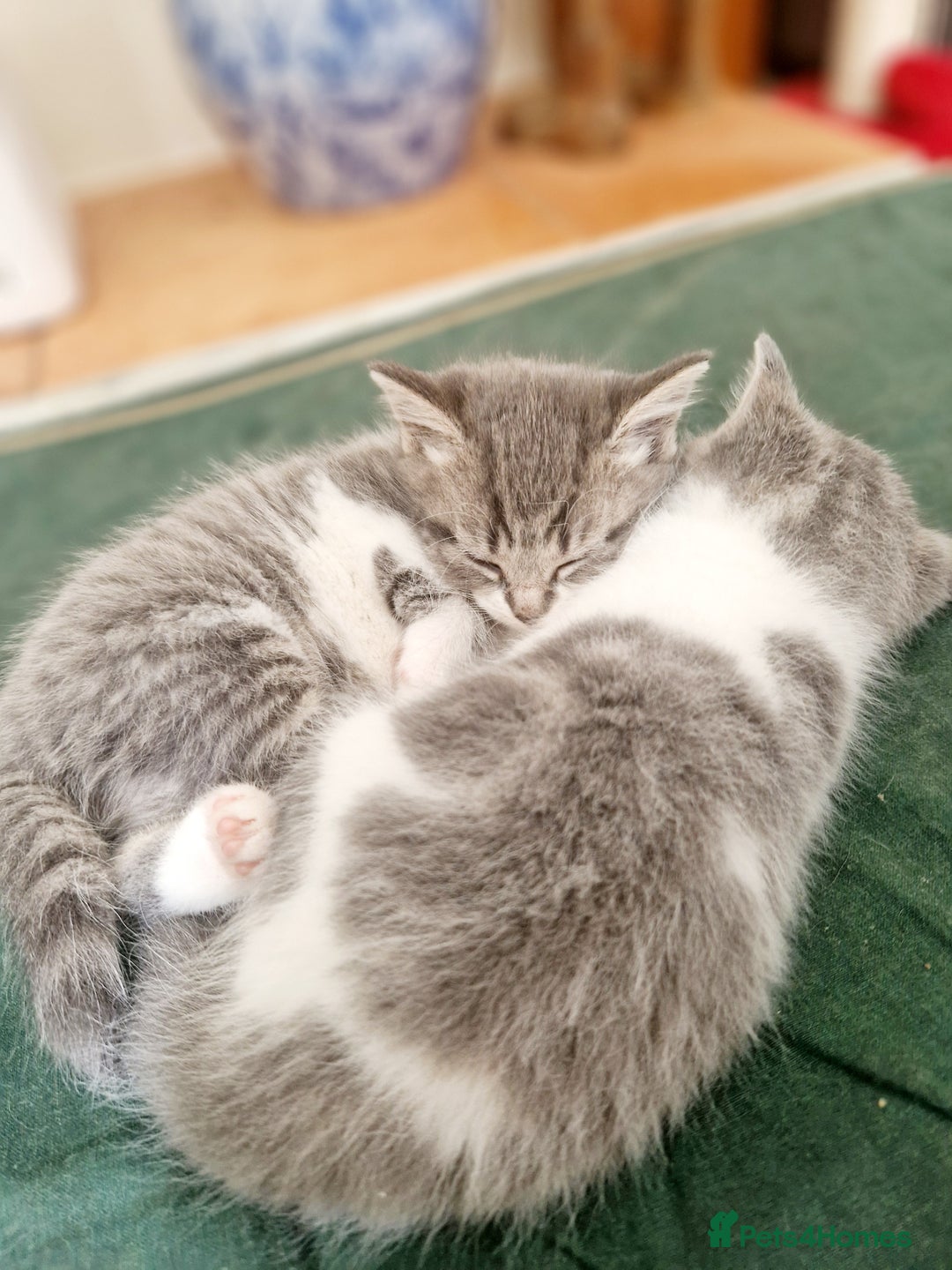 Mixed Breed cats for sale: British shorthair Cross kittens  - Image 1