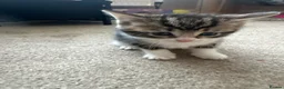 Mixed Breed cats for sale: Beautiful kittens for sale - Advert 4