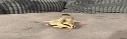 Sugar Glider rodents for sale: Two Beautiful Female Sugar Glider Sisters  in Burton-on-Trent - Advert 3