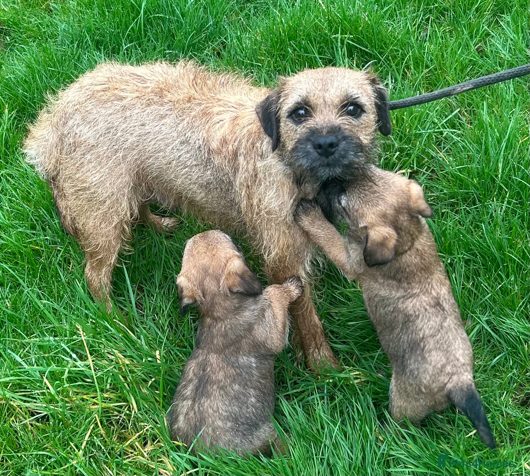 Border Terrier dogs Adorable border terrier puppies  - Advert 2