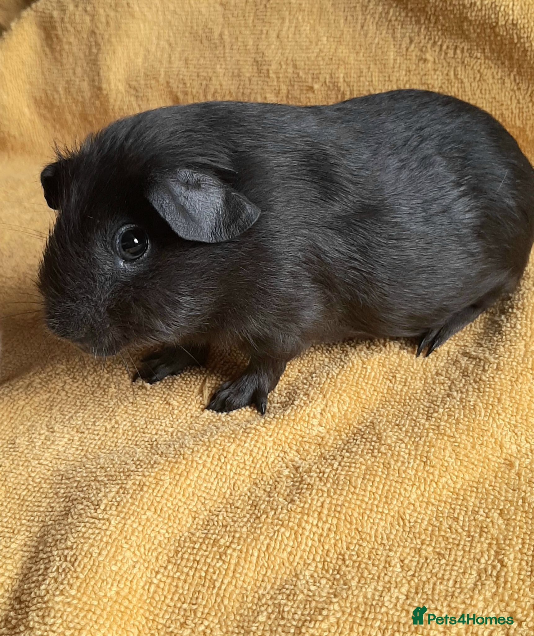 Guinea Pig rodents Guinea pig baby boy. - Advert 12