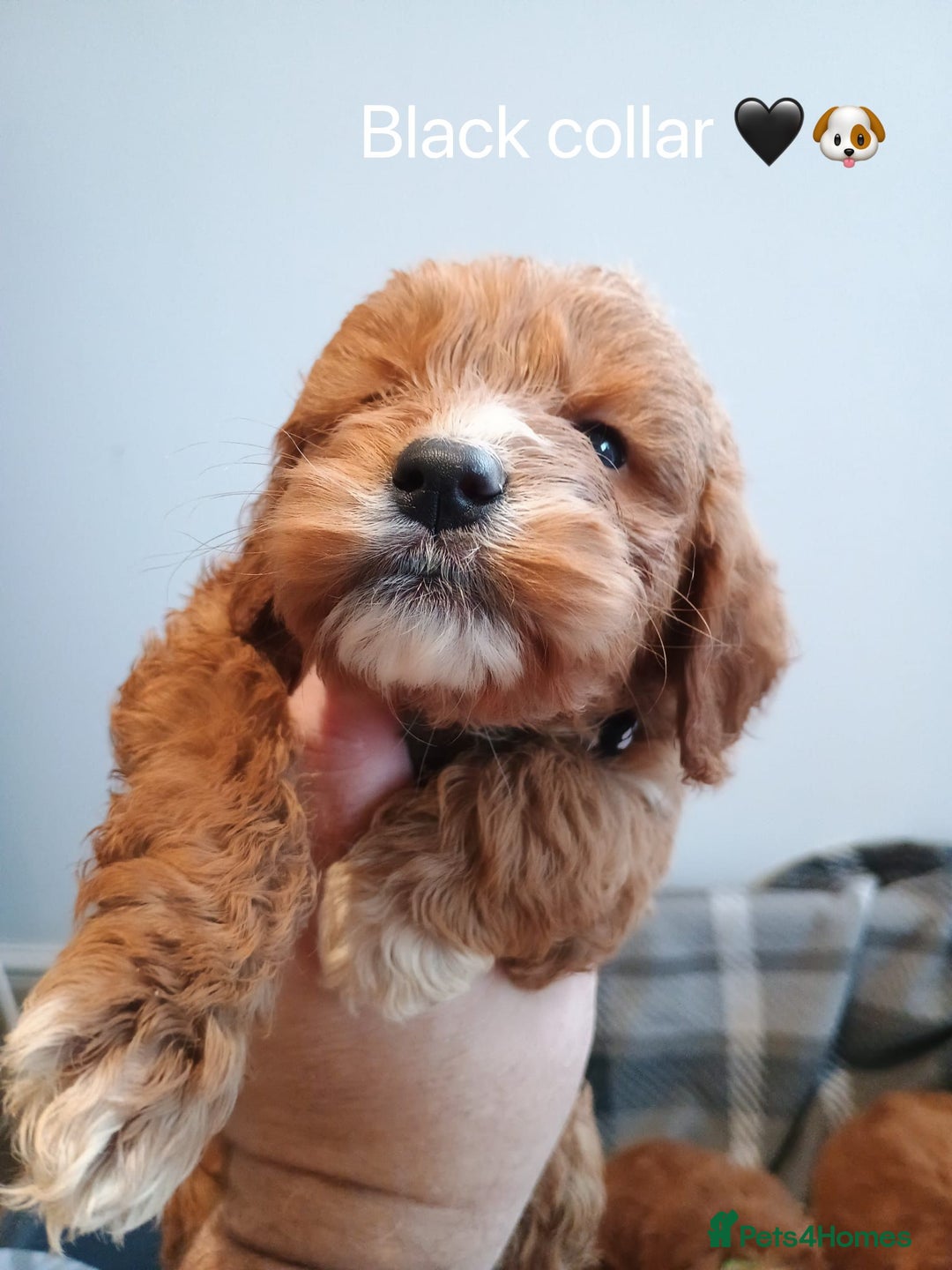 Cockapoo dogs for sale: Cockapoo  - Image 1