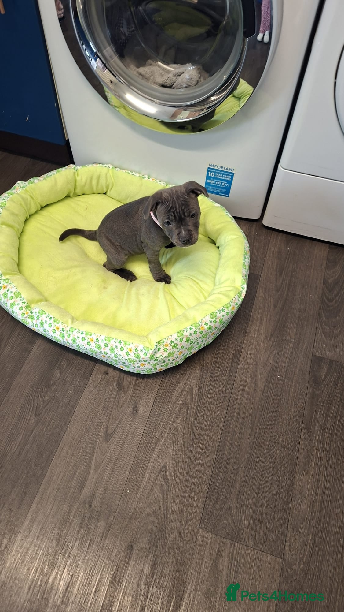 Staffordshire Bull Terrier dogs Staffordshire bull terrier pups - Advert 18