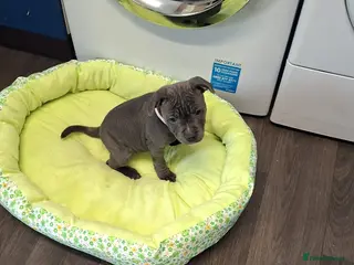 Staffordshire Bull Terrier dogs Staffordshire bull terrier pups - Advert 18