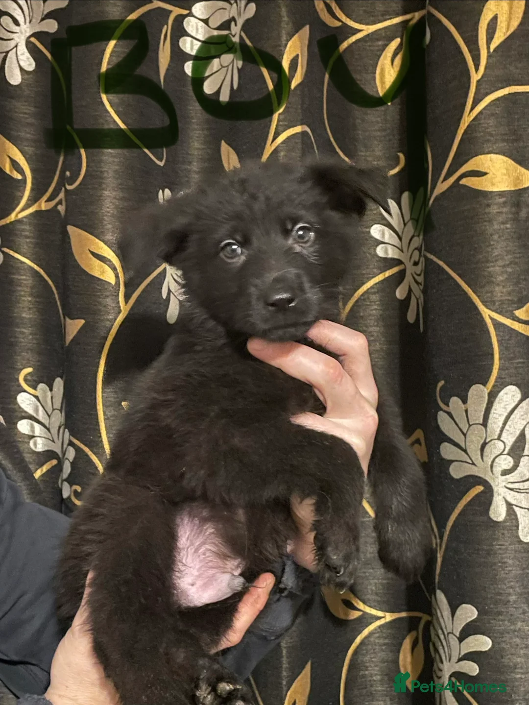 German Shepherd dogs for sale: German shepherd puppies ready now  in Sheffield - Advert 1
