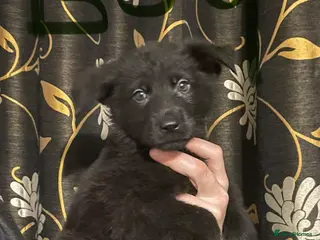 German Shepherd dogs German shepherd puppies ready now in Sheffield - Advert 1