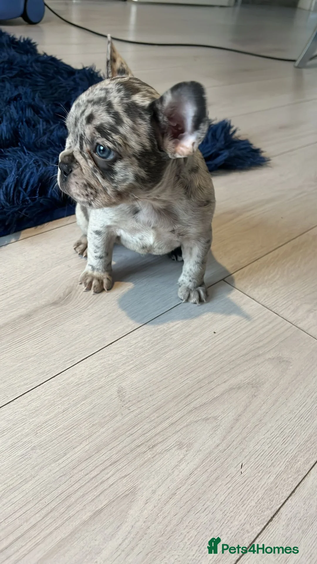 French Bulldog dogs for stud: Stunning blue merle 2year old stud - PROVEN in Lichfield - Advert 23
