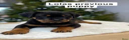 Rottweiler dogs for sale: Beautiful KC Rottweiler puppies ready 18.10.26 - Advert 17