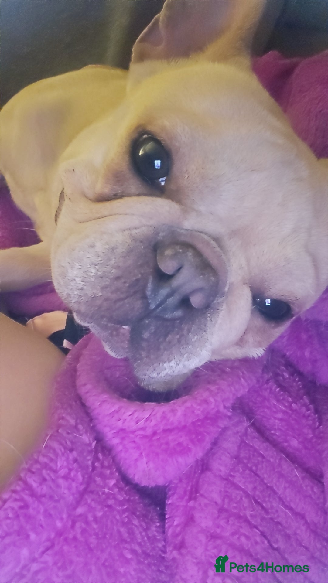 French Bulldog dogs for sale: Adorable 2-Year-Old platinum French bulldog - Image 4