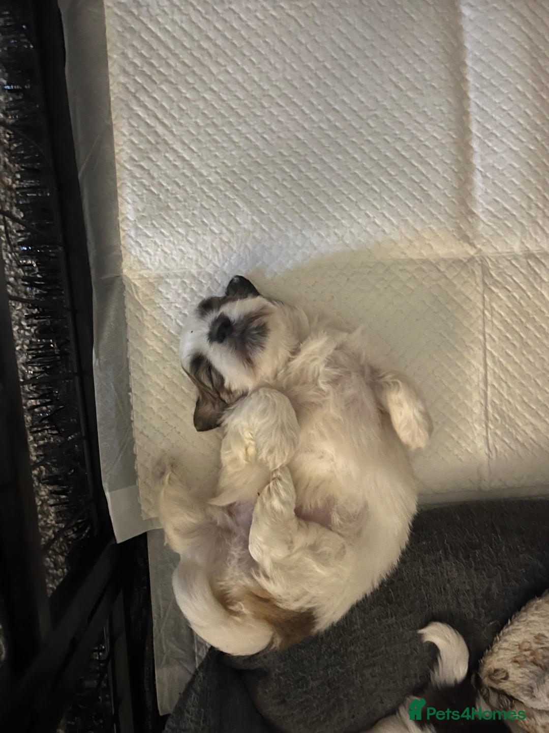 Malshi dogs for sale: 4 Shih tzu boys  - Image 3