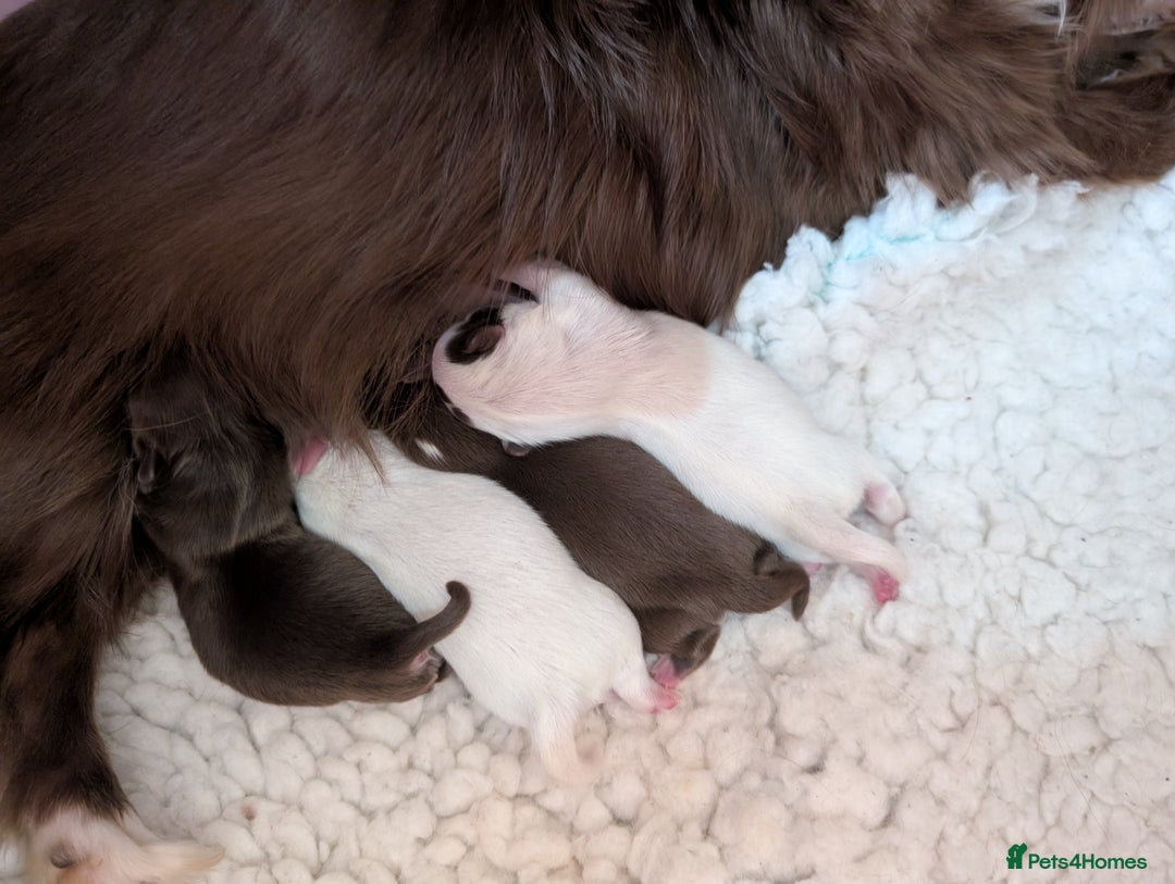 Chihuahua dogs for sale: 2 beautiful chocolate long coat KC reg Girls - Image 4