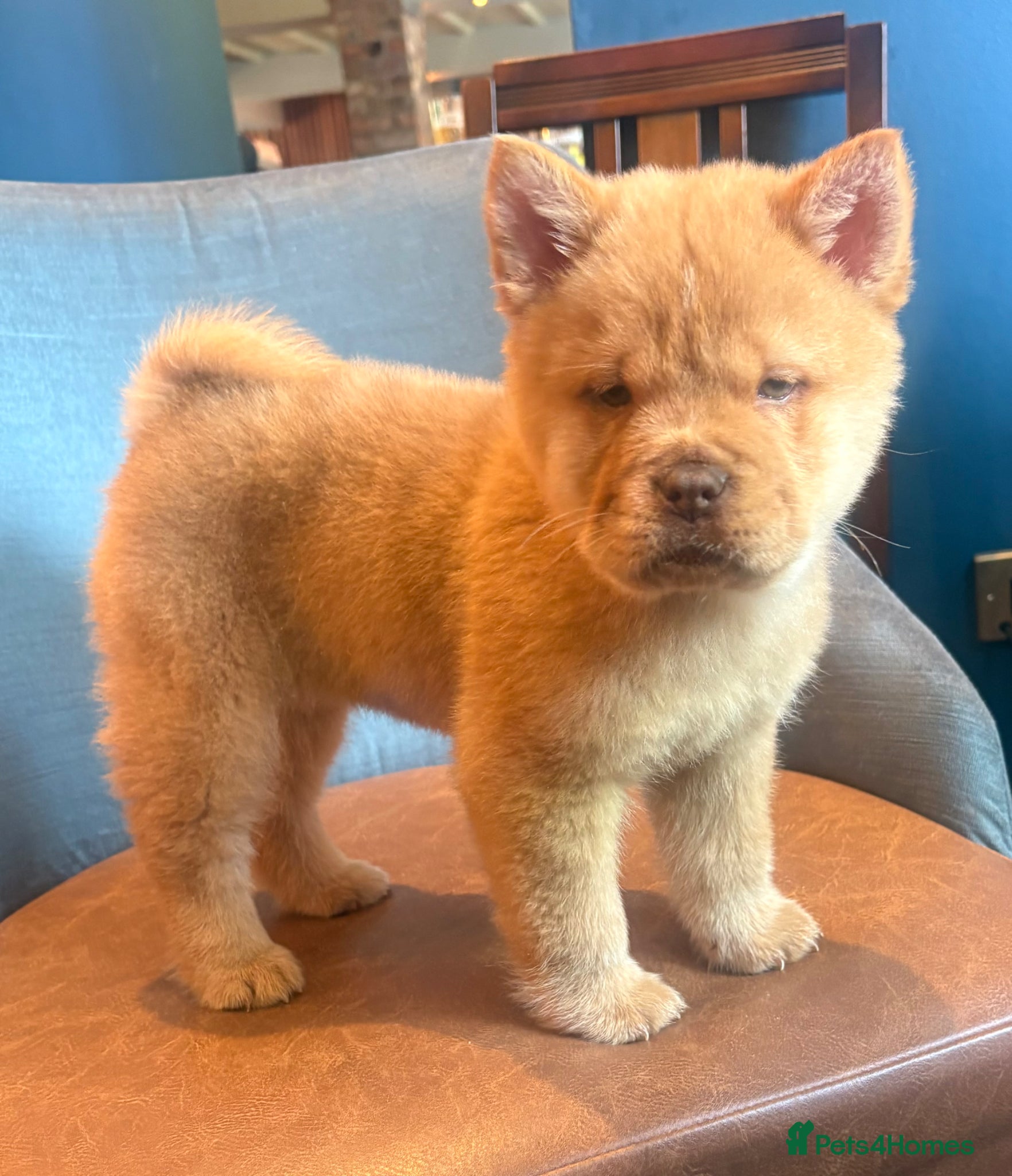 Chow Chow dogs Chow chow puppy’s  - Advert 2