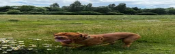 Dogue De Bordeaux dogs for stud:  Buddy, our dogue de Bordeaux available at stud - Advert 3