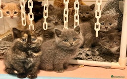 British Shorthair cats for sale: Beautiful 1/2 British Shorthair - Advert 6