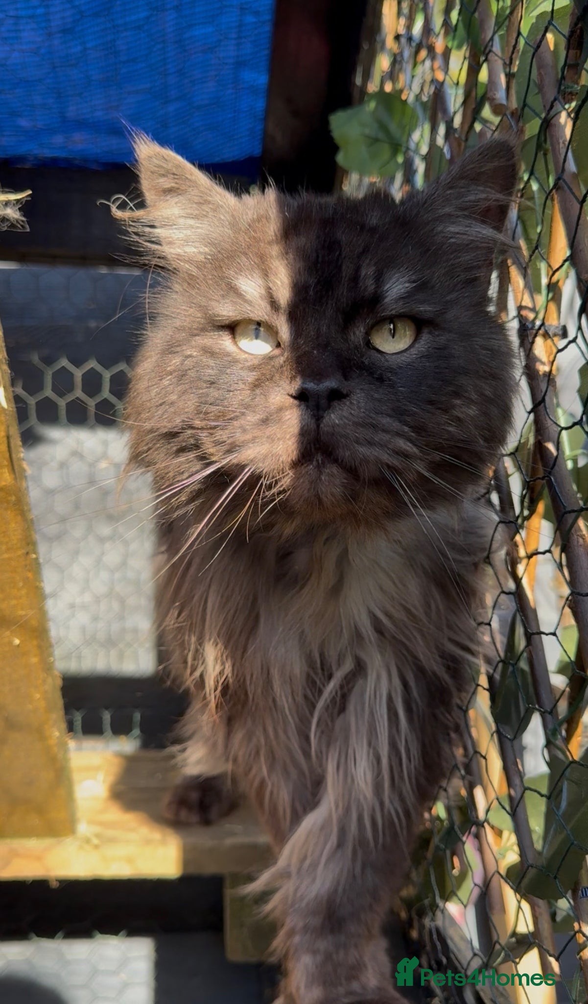 Maine Coon cats Massive TICA/GCCF black smoke Mainecoon for stud - Advert 8