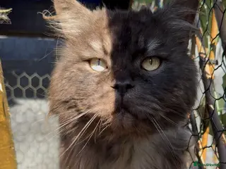 Maine Coon cats Massive TICA/GCCF black smoke Mainecoon for stud - Advert 8