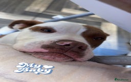 Mixed Breed dogs for sale: Reggie - Image 9