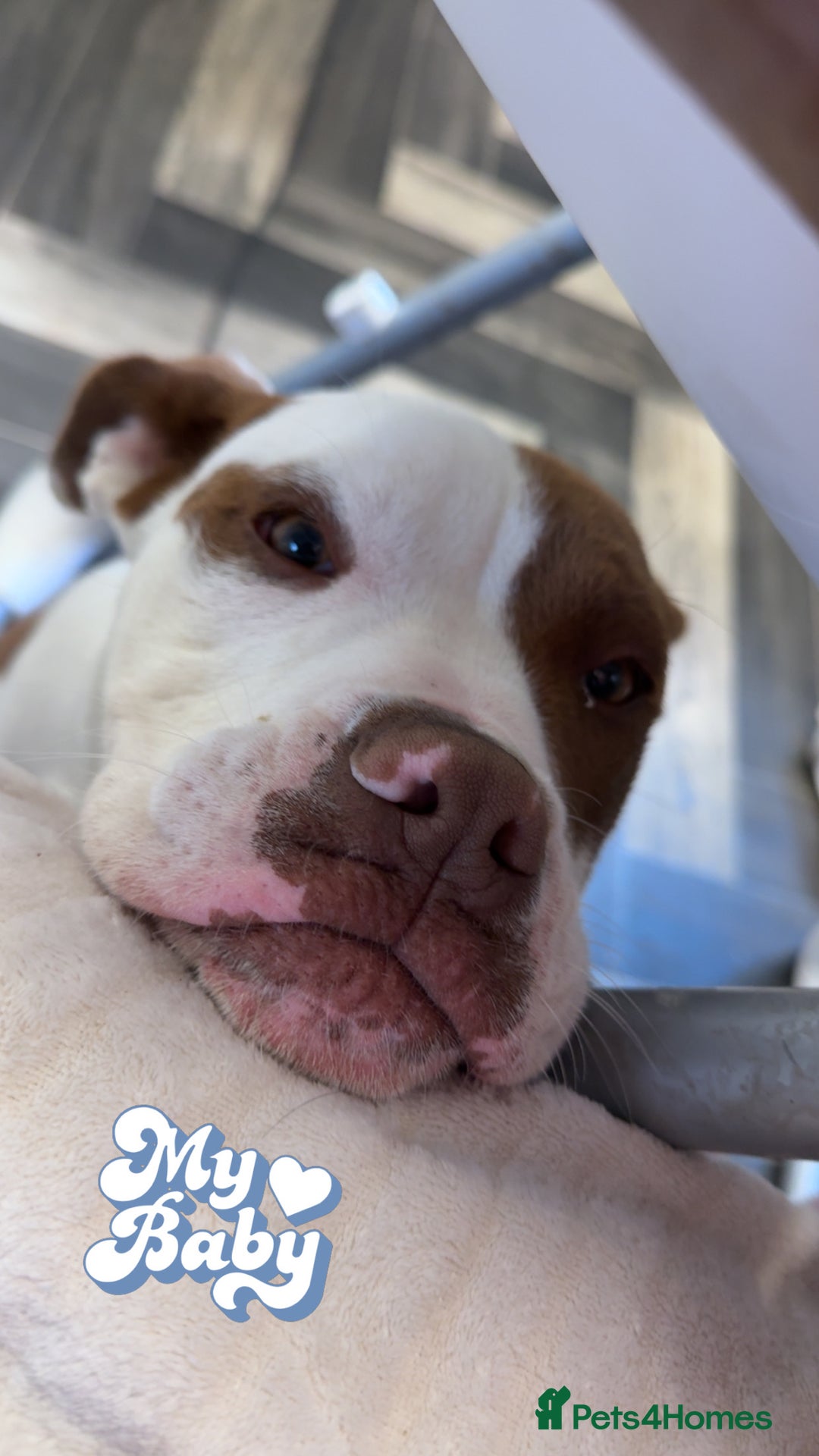 Mixed Breed dogs for sale: Reggie - Image 9