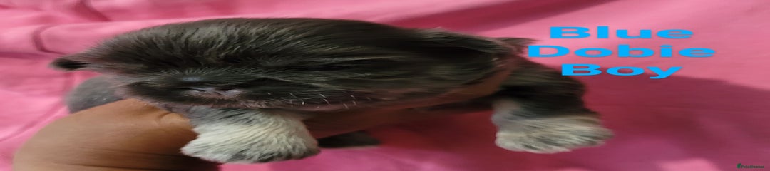 Shih Tzu Puppy 4