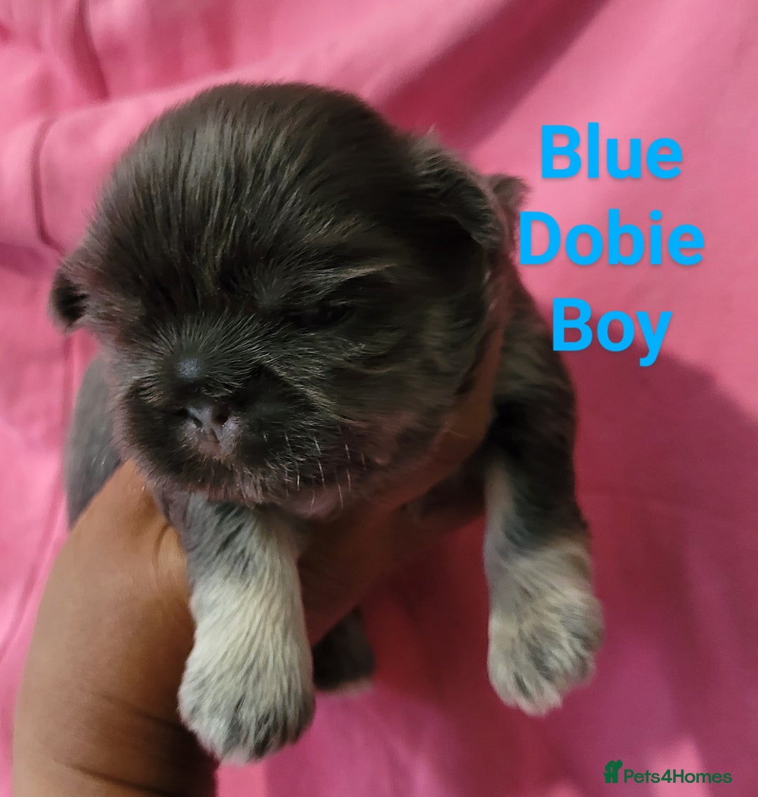 Shih Tzu dogs for sale: Adorable Tiny Imperial ShihTzu  - Image 8