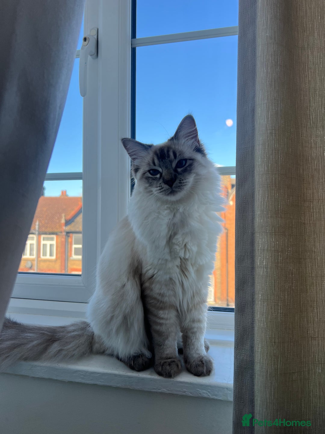 Ragdoll cats for sale: Stunning & Rare Chocolate Point Ragdoll  - Advert 11
