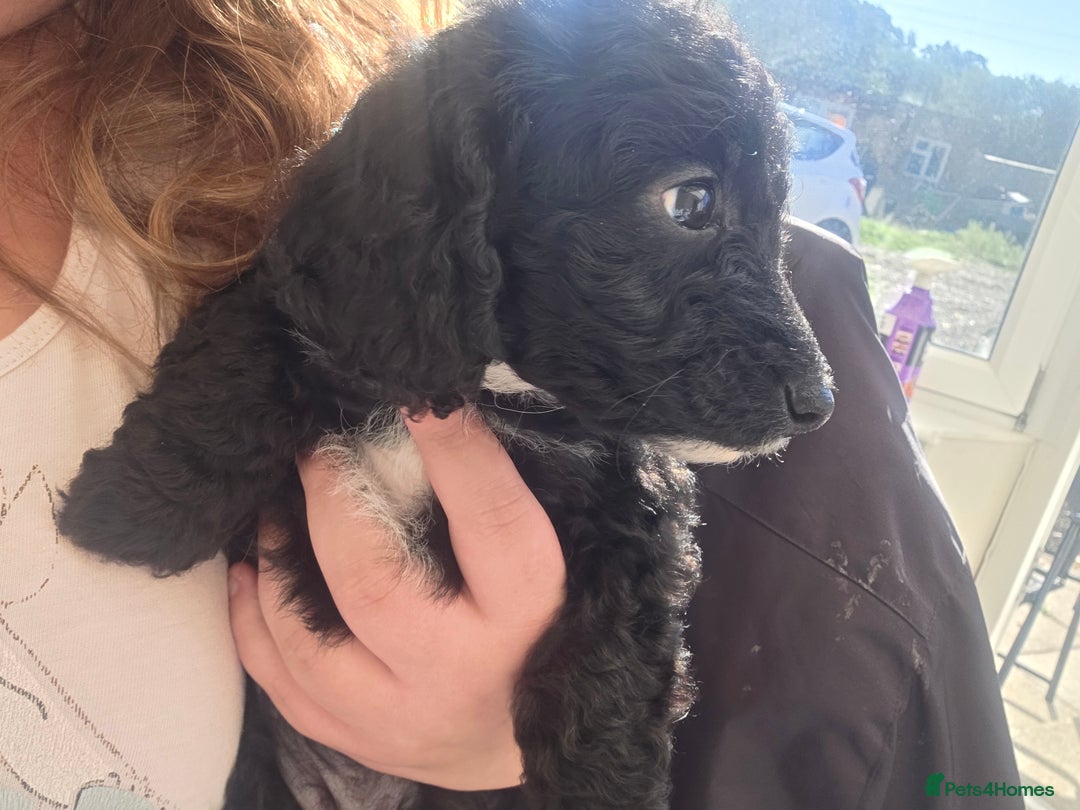 Cockapoo dogs for sale: Beautiful Female Cockapoo - Image 1