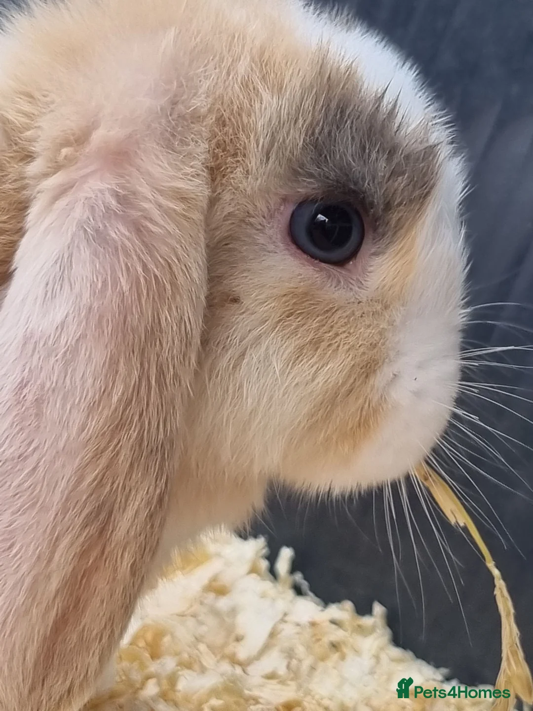 Mini Lop rabbits for sale: Stunning, well-handled Mini Lops in Stanley - Advert 2