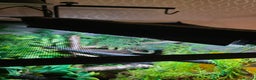 Chameleon reptiles for sale: Nosy B Chameleon  - Advert 15