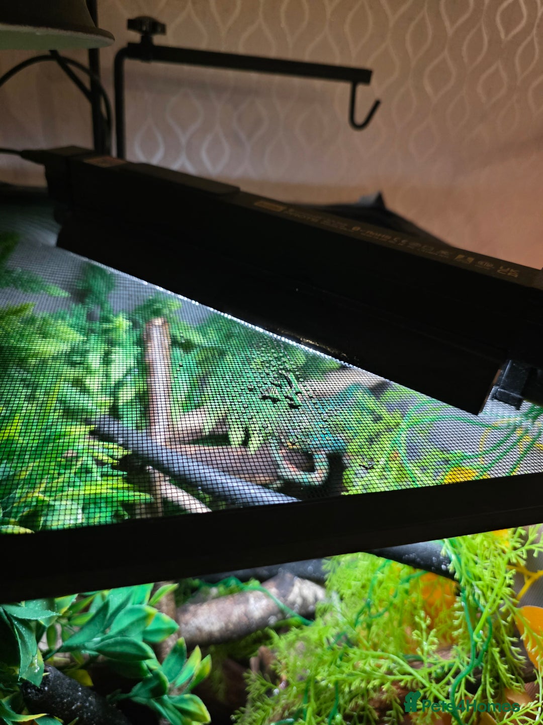 Chameleon reptiles for sale: Nosy B Chameleon  - Advert 15