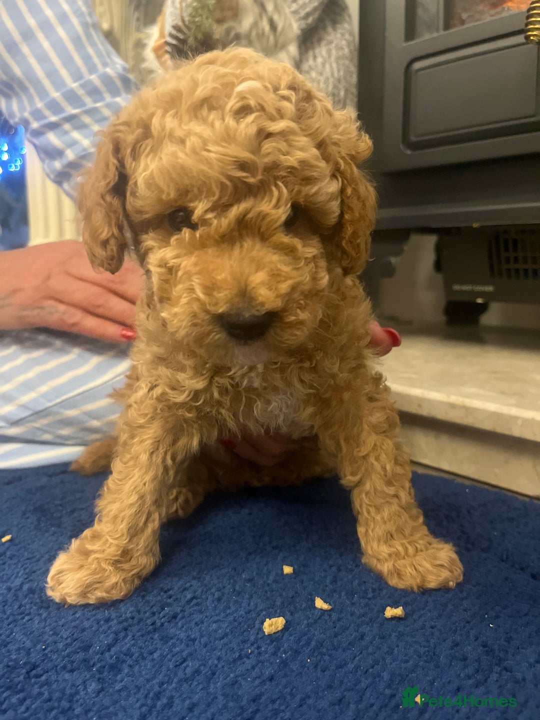 Miniature Poodle dogs for sale: three beautiful miniature poodles🤍🤍 - Advert 6