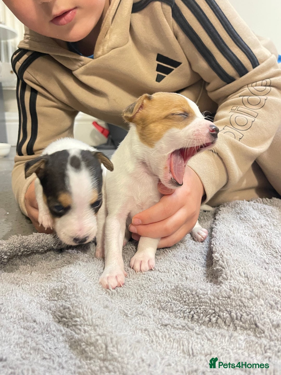 Jack Russell dogs for sale: READY NOW! OutstandingJack Russell puppies - Advert 32