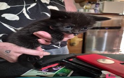Mixed Breed cats for sale: Litter of kittens - Image 19