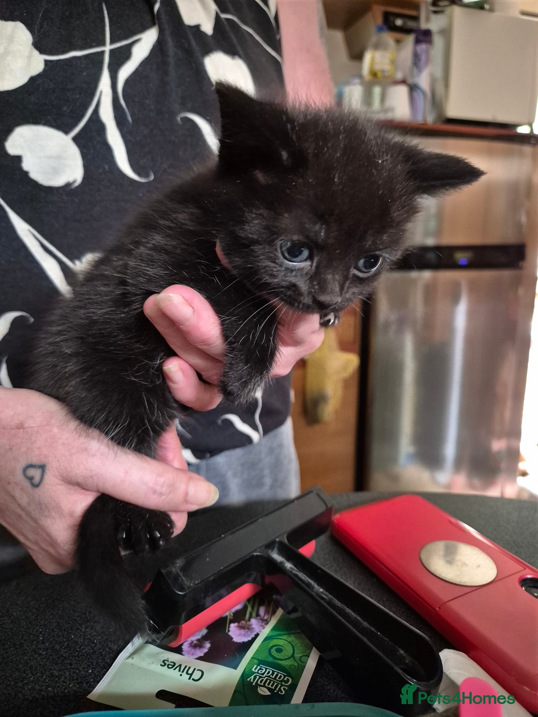 Mixed Breed cats for sale: Litter of kittens - Image 19