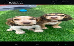 Cocker Spaniel dogs for stud: KC Reg DNA Health Tested Show Cocker Sable Stud in Doncaster - Image 5