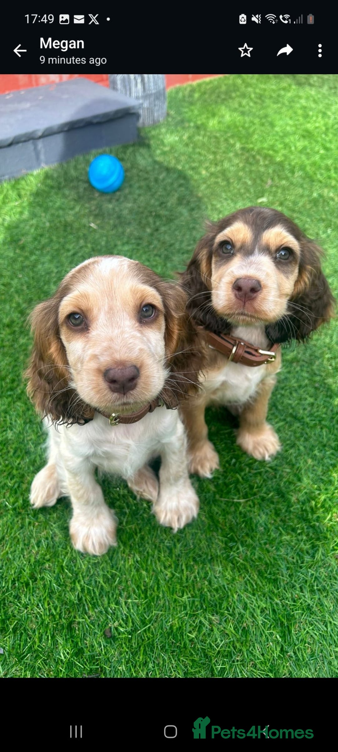 Cocker Spaniel dogs for stud: KC Reg DNA Health Tested Show Cocker Sable Stud in Doncaster - Image 5