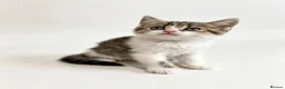 British Shorthair cats for sale: Four Beautiful BSH Tabby Kittens  - Advert 16