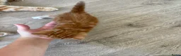 Mixed Breed cats for sale: 4 Ginger Male Kittens from 7th of September  in London - Advert 25