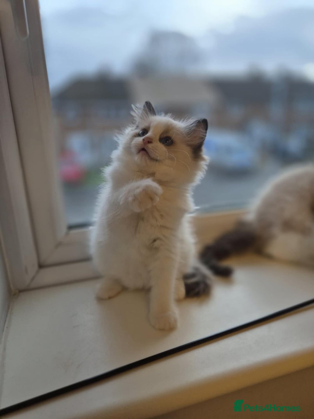 Ragdoll cats for sale: 3 Tica Registered Ragdoll Kittens For Sale  - Advert 14