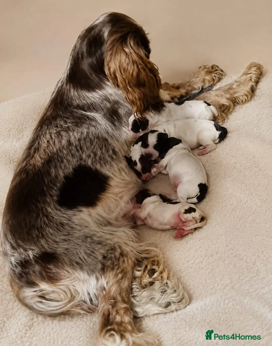 Cocker Spaniel dogs for sale: 🐾 6 Gorgeous Show Type Cocker Spaniel Puppies 🐾 - Advert 1