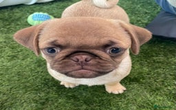 Pug dogs for sale: Full miniature panda pugs - Image 9