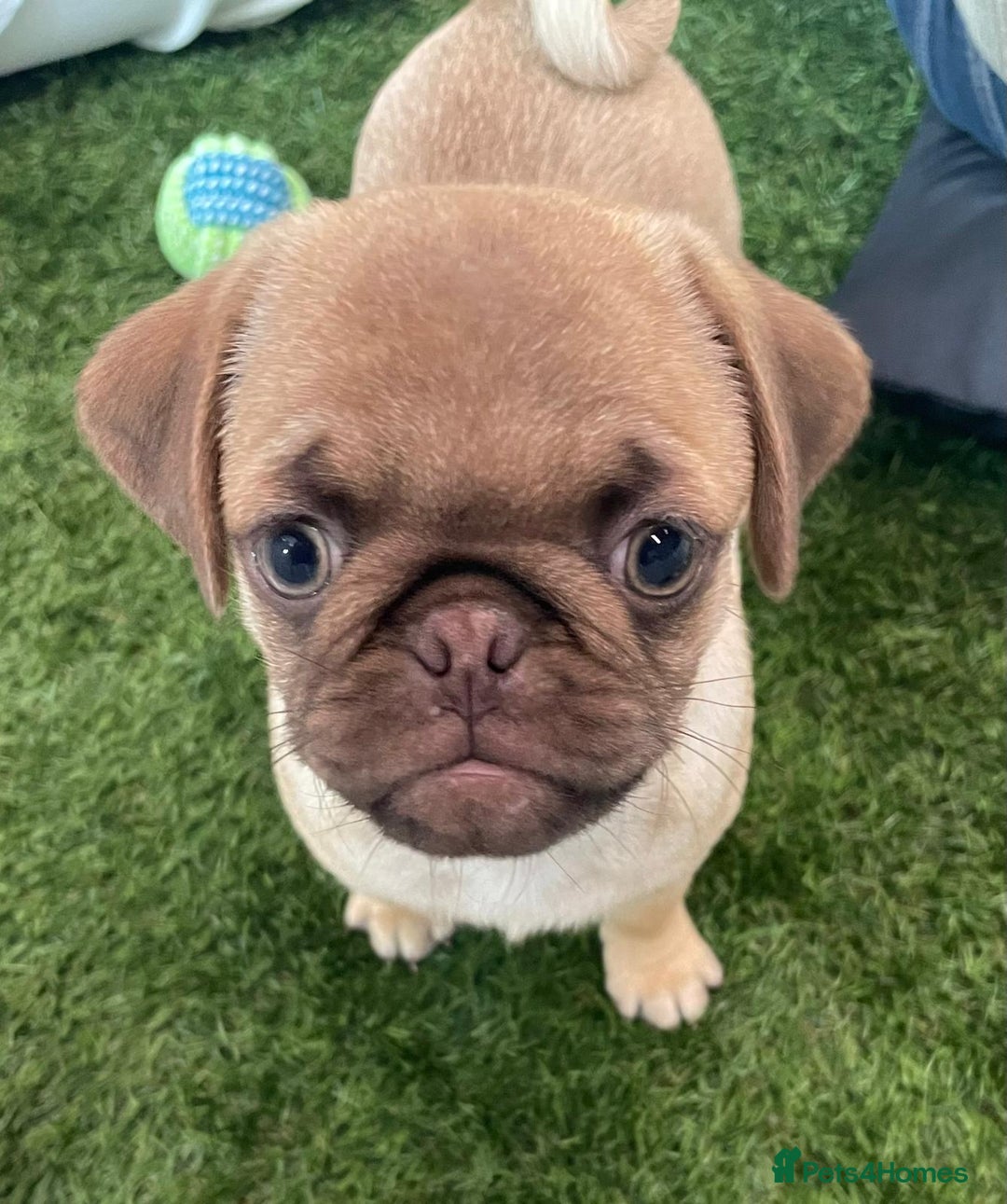 Pug dogs for sale: Full miniature panda pugs - Image 9