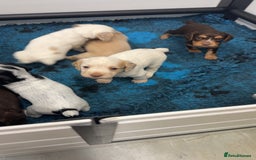 Cocker Spaniel dogs for sale: READY FOR NEW HOMES CAN LEAVE homes health tested  - Image 4