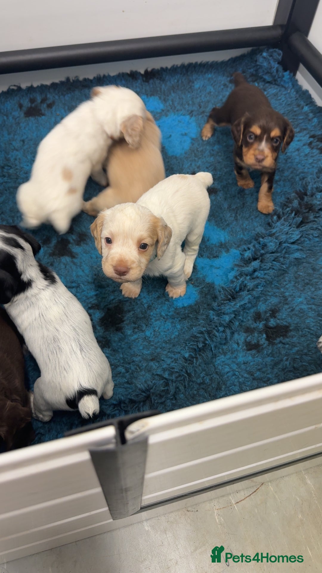 Cocker Spaniel dogs for sale: READY FOR NEW HOMES CAN LEAVE homes health tested  - Image 4
