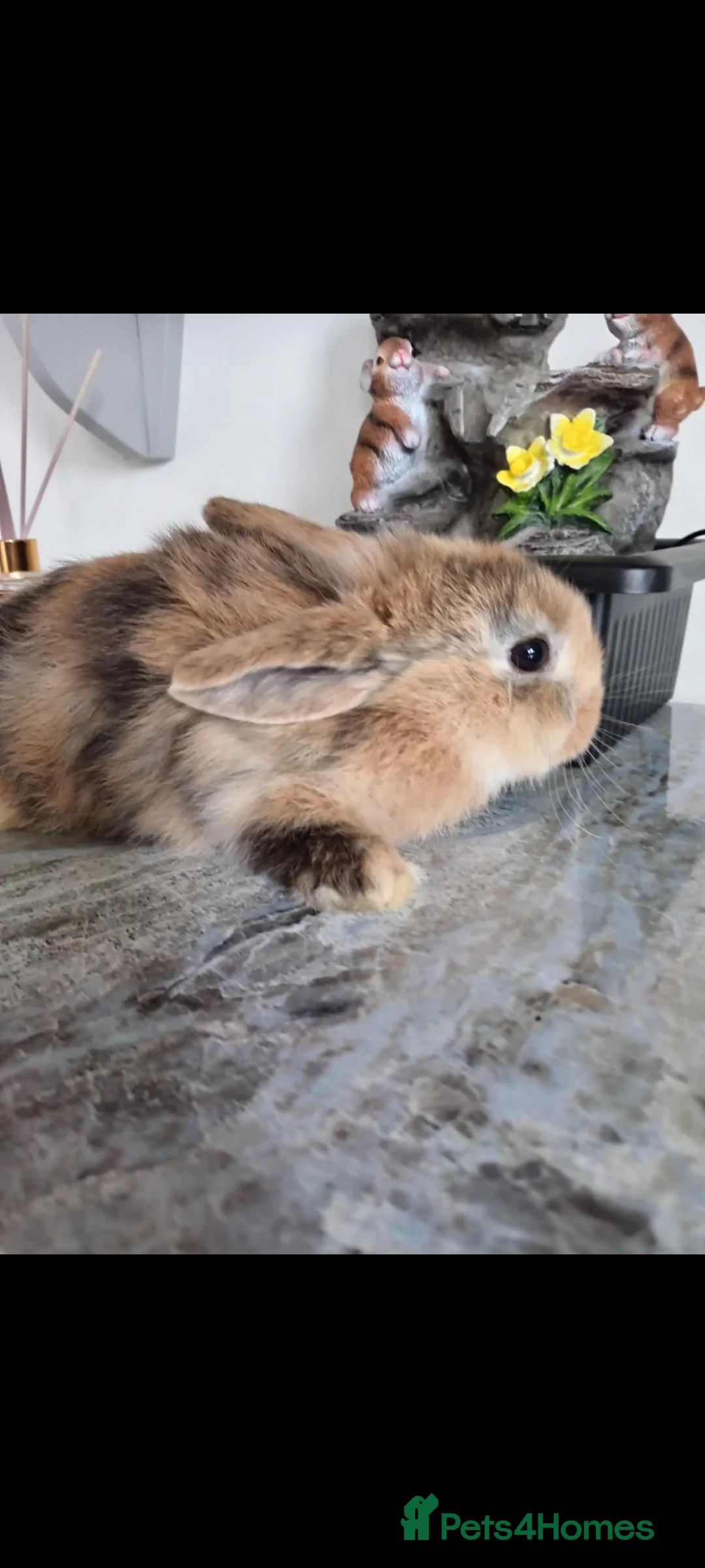 Mini Lop rabbits for sale: Baby lops - Advert 6